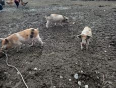 Продаю поросят 