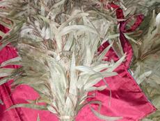 Продаю эвкалипт по 80р