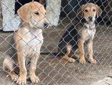 Русские гончи 