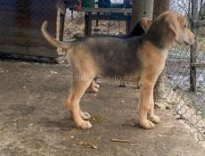 Русские гончи 