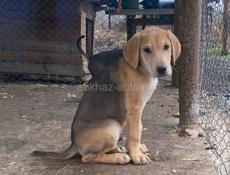 Русские гончи 