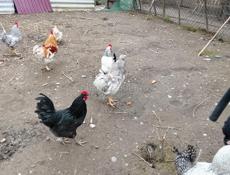 Продаётся домашние куры город очамчира 
