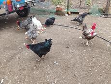 Продаётся домашние куры город очамчира 
