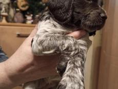 Отдам в добрые руки