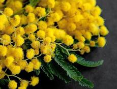 ПРОДАЖА МИМОЗЫ  по 150р