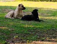 Пропала собака, Кангал