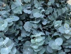 Эвкалипт серебристый 