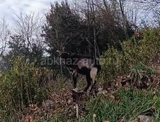 Козел Альпийский