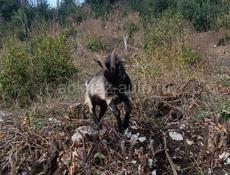 Козел Альпийский