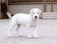 Чистокровный Аргентинский дог