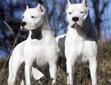 Чистокровный Аргентинский дог