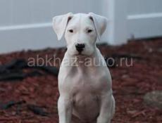 Чистокровный Аргентинский дог
