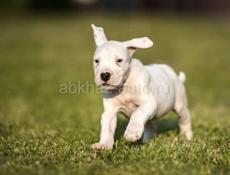 Чистокровный Аргентинский дог