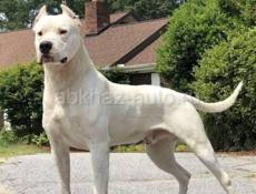 Чистокровный Аргентинский дог