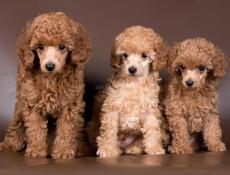 Чистокровный Мини Пудель