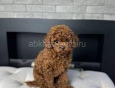 Чистокровный Мини Пудель