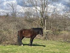 не обученные 