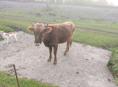 Продаю бычка 