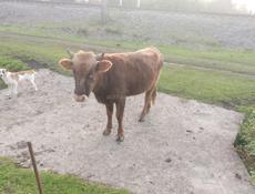 Продаю бычка 