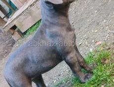 Кане корсо девочка