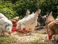 Продажа петухов