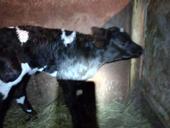 Продается телочка