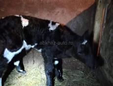 Продается телочка