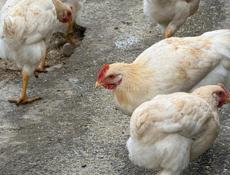 Петушки 20 штук