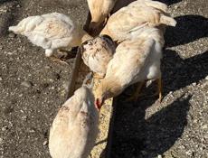 Петушки 20 штук