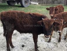 Продаю телят