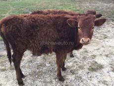 Продаю телят