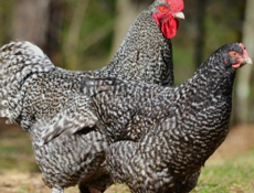 Отдам в добрые руки 