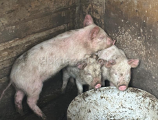 Дети свиньи 