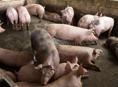 свинья крупная белая 5000 за голову