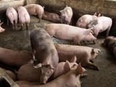 свинья крупная белая 5000 за голову