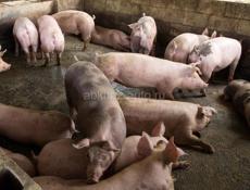 свинья крупная белая 5000 за голову