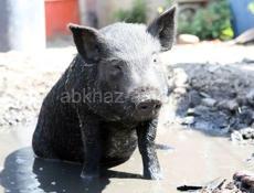 продам поросен сытый чистый