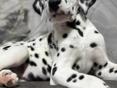 Щенки Далматинца !!!!!!!!!!!!!!!!!!!