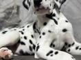Щенки Далматинца !!!!!!!!!!!!!!!!!!!