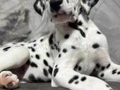 Щенки Далматинца !!!!!!!!!!!!!!!!!!!