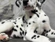 Щенки Далматинца !!!!!!!!!!!!!!!!!!!