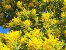 Продам мимозу