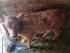 Телёнок месяц один 