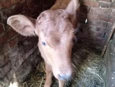 Телёнок месяц один 