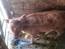 Телёнок месяц один 