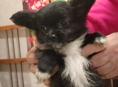Продаём щенка чихуахуа 