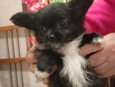 Продаём щенка чихуахуа 