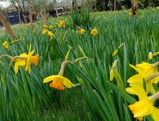 Продаю нарциз 