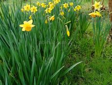 Продаю нарциз 