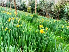 Продаю нарциз 